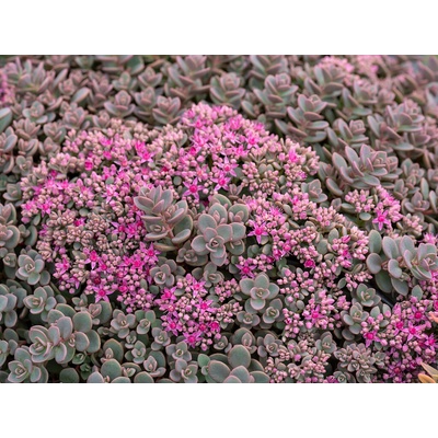 Rozchodník cyaneum Rosenteppich