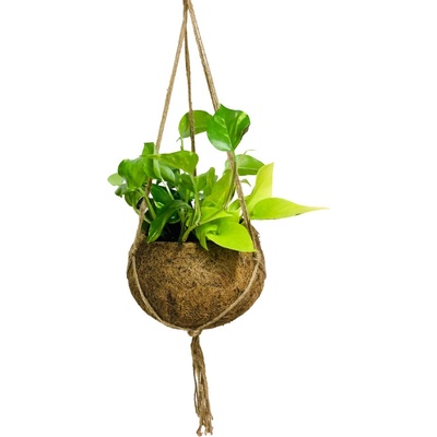 Gardners Epipremnum Neon a Epipremnum Aureum (XL) Šplhavník, Šplhavnice, Šplhavnice zlatá