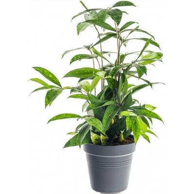 Dračinec šlahounovitý, Dracaena surculosa, průměr květináče 17 cm