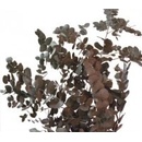 Cinerea