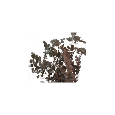 Cinerea