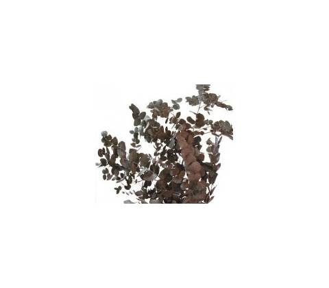 Cinerea