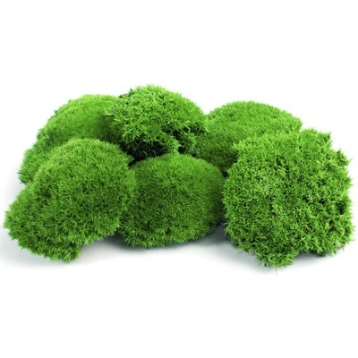 Dekoračný stabilizovaný mach kopčekový Mini 0,4 kg, zelený