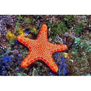 Pohlednice 3D Asteroidea