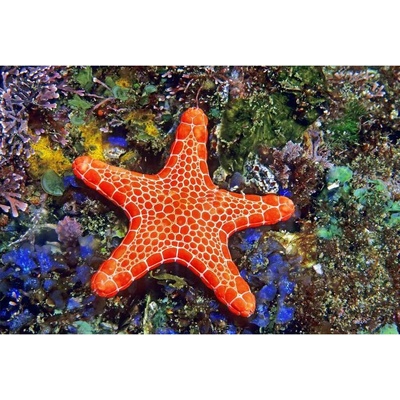 Pohlednice 3D Asteroidea