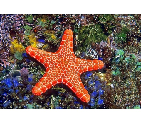 Pohlednice 3D Asteroidea