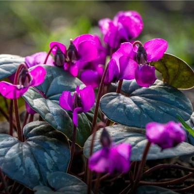 Brambořík nachový - Cyclamen coum - hlízy bramboříku - 1 ks