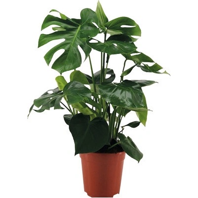 Monstera skvostná FloraSelf Monstera deliciosa výška cca 70 cm kvetináč Ø 21 cm
