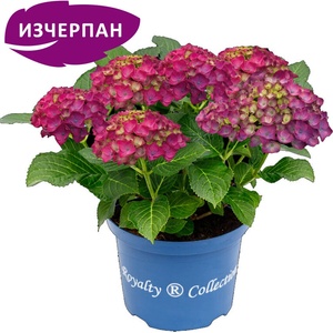 Royalty Collection® Ningbo Purple Royalty Collection® Хортензия macrophylla