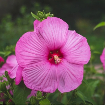 Ibišek bahenní Mallo Rose - Hibiscus moscheutos - prodej semen - 5 ks – Zboží Mobilmania