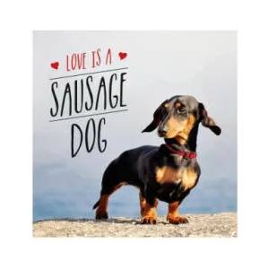 Love is a Sausage Dog | Charlie Ellis (ISBN: 9781849539876)