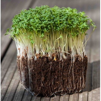semínka na klíčky a microgreens Řeřicha Váha: 100 g