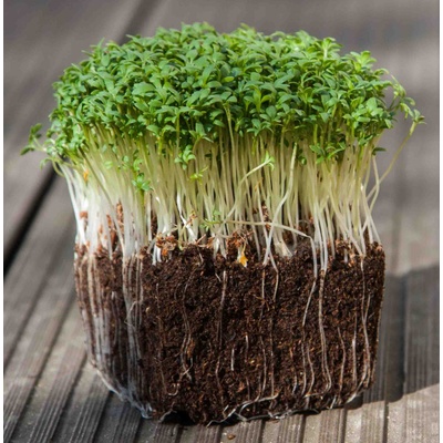 semínka na klíčky a microgreens Řeřicha Váha: 500 g