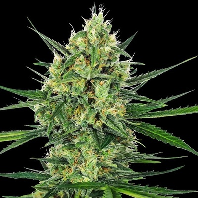Sensi Seeds Tangerine Sugar semienka neobsahujú THC 1 ks