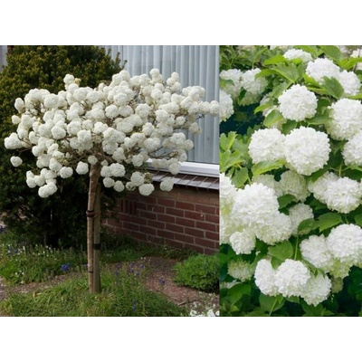 Kalina Eskimo na 70-80cm kmienku, výška 100-130cm, kont. 5 l