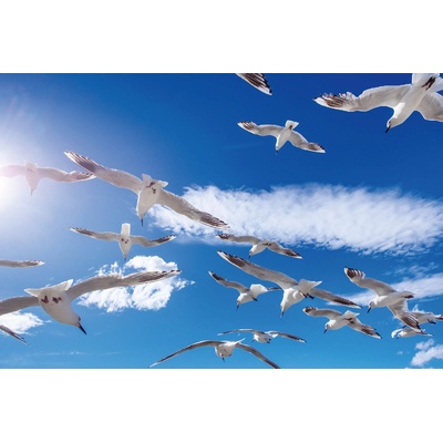 DIMEX ART Флизелинов фототапет ято летящи птици 375 x 250 см