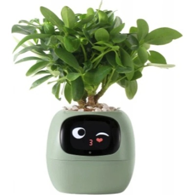 Plantsio Ivy zelený – Hledejceny.cz
