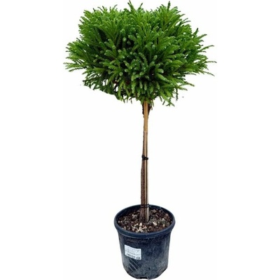 Kryptoméria japonská Globosa Nana na 40-50 cm kmienku, výška 60-80 cm, kvetináč 5 l
