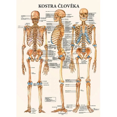 Plagát kostra človeka