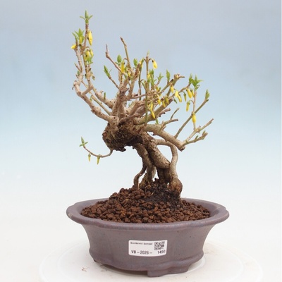 e-bonsai Venkovní bonsai - Zlatice - Forsythia koreana