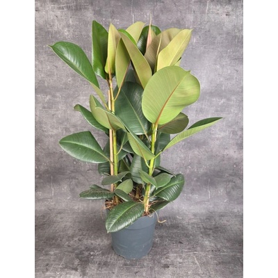 Ficus Elastica Robusta XXL