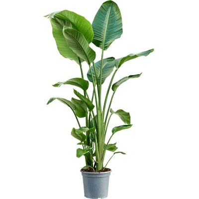 Strelitzia nicolai 3-4pp 30x160 cm