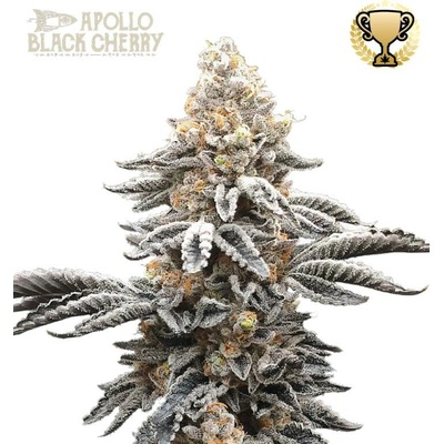 Seedstockers Superior Apollo Black Cherry semena neobsahují THC 1 ks
