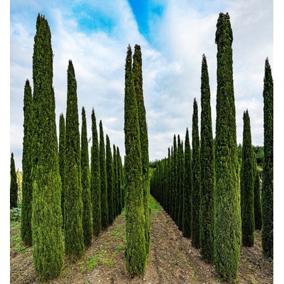 Cupressus semperv.Totem 40-60 C3L