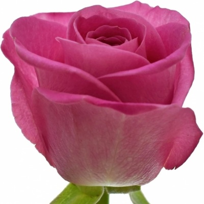 Růžová růže H3O 60cm (M)
