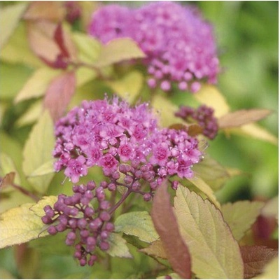 Tavoľník japonský FloraSelf Spiraea japonica 'Magic Carpet' výška 15–20 cm kvetináč 4,5 l