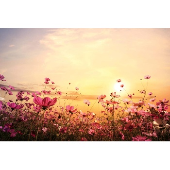 DIMEX ART s. r. o Флизелинов фототапет цветно поле 375 x 250 см