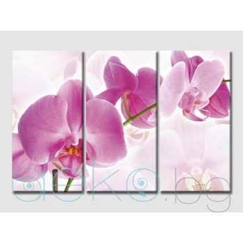 Image 1 of Орхидея (30017)