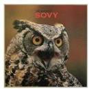 Sovy