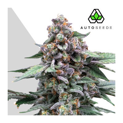 Auto Seeds Runtz Auto semienka neobsahujú THC 3 ks