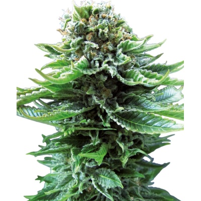 Sensi Seeds Northern Lightsmatic semienka neobsahujú THC 10 ks