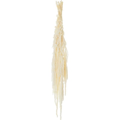Amaranthus BIELENÝ/zv