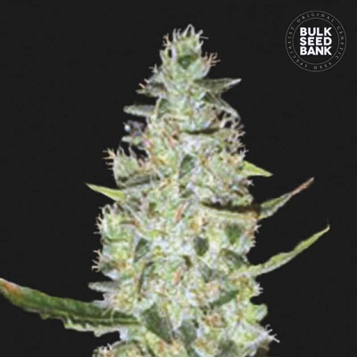 Bulk Seed Bank Auto Special Skunk semienka neobsahujú THC 100 ks