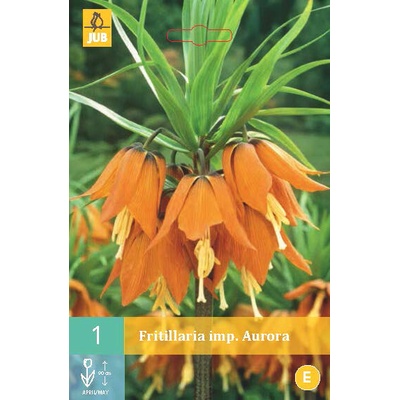 Řepčík Fritillaria Imp. Aurora "C" 1 ks