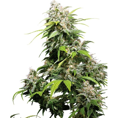 Sensi Seeds California Indica semena neobsahují THC 10 ks