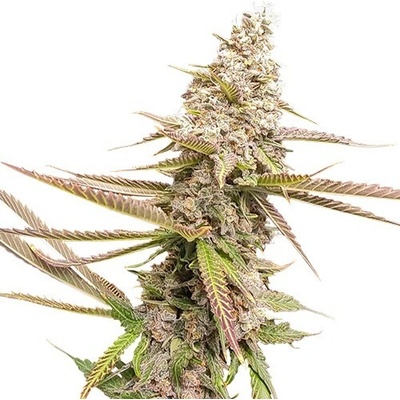 Super Sativa Seed Club Strawberry Cookies semienka neobsahujú THC 3 ks