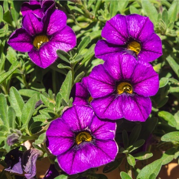 Calibrachoa Semena (semen Calibrachoa, výsev semen Calibrachoa, Peletovaná semena, povrch substrátu) Calibrachoa Semena
