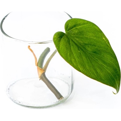 Gardners Philodendron scandens - řízek k zakořenění Filodendron