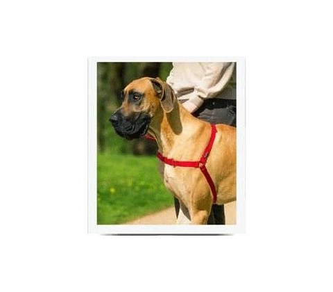 PetSafe postroj EasyWalk L