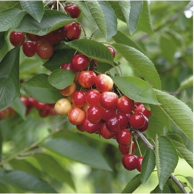 Čerešňa obyčajná BIO FloraSelf Bio Prunus avium 'Veľká princezná' 120-150 cm kvetináč 7,5 l