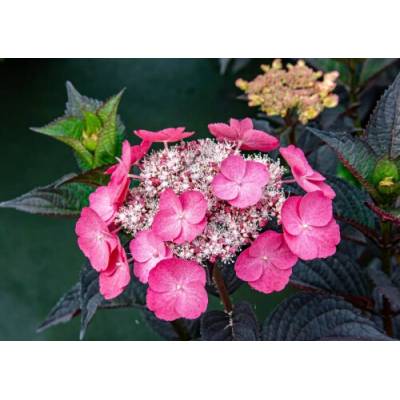 Hortenzia pílovitá (Hydrangea serrata) ´DAREDEVIL´® - výška 10-20 cm, kont. C2L