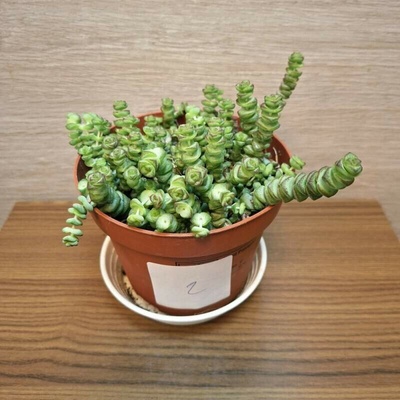 Crassula Marnieriana č2