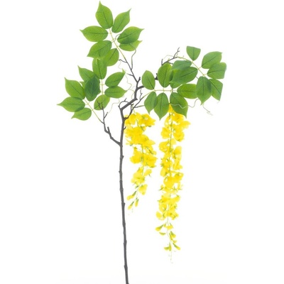 Vistárie - Wisteria alara zlutá v142 cm (N934402)