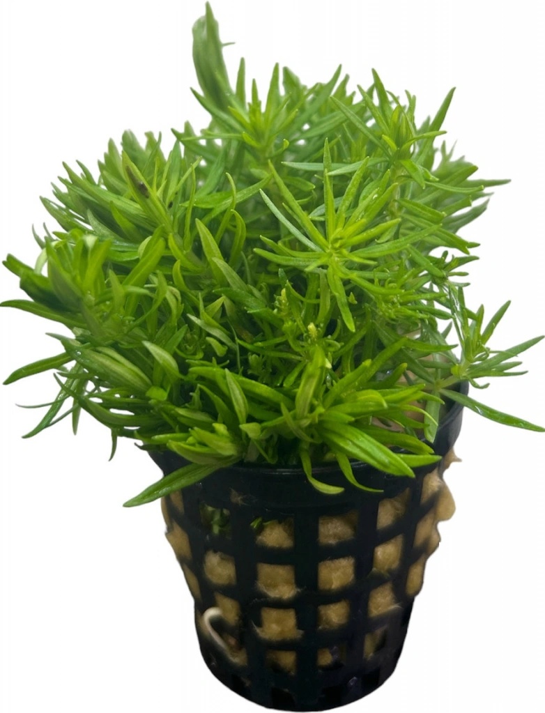 Pogostemon erectus