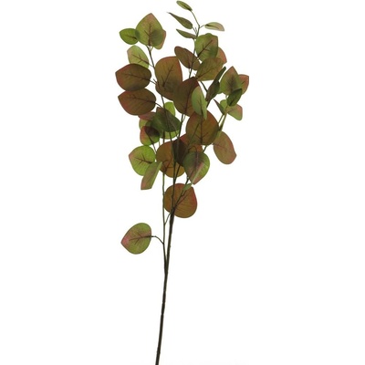 Blahovičník - Eukalyptus 'Maddy' (spray) hnědý 96 cm