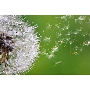 DIMEX ART Флизелинов фототапет летящ пух от глухарче 375 x 250 см - dimex-tapeti - 17,84 лв